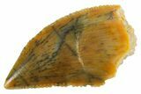 Serrated Raptor Tooth - Real Dinosaur Tooth #355571-1